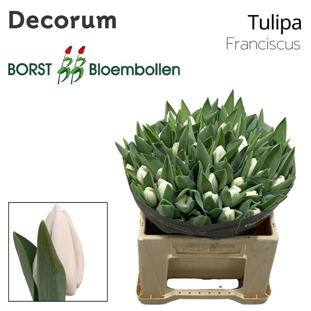 <h4>Tulipa si franciscus</h4>