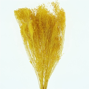Dried Broom Bloom Yellow