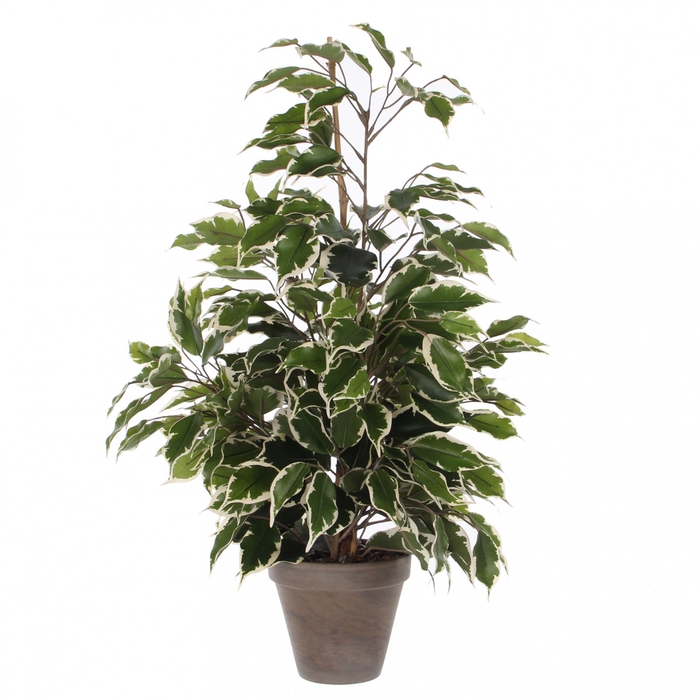 Kunstplanten Pot Ficus exotica d13/60*65cm