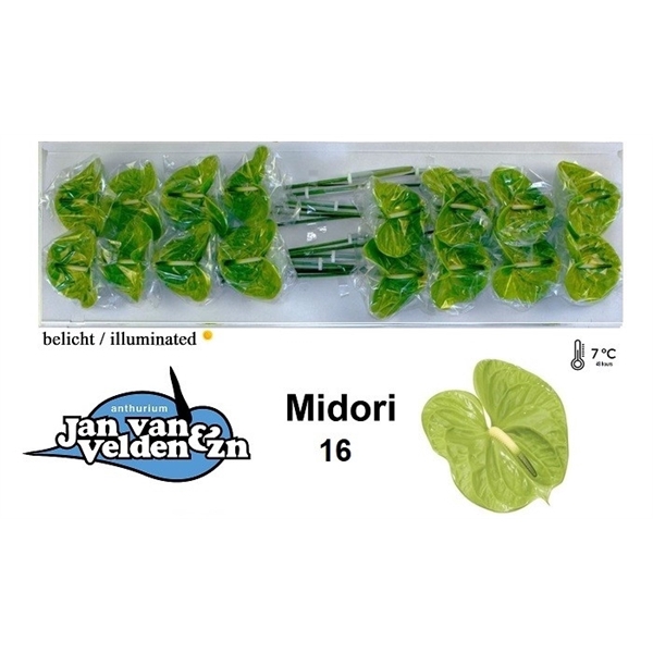 Midori 16