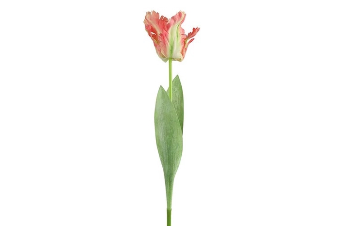 <h4>Af Tulip Parrot L69cm Pink</h4>
