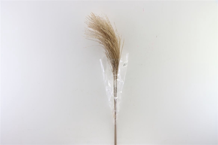 <h4>Dried Stipha Feather 5pcs Xl Natural Bunch</h4>