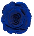 Rose Blue Classy pres.