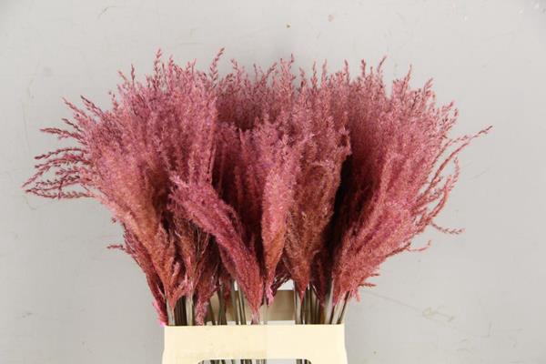 <h4>Df Miscanthus 70cm L.pink</h4>
