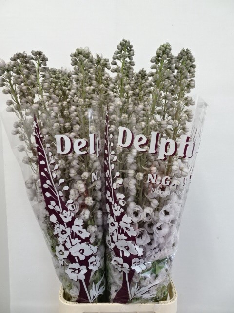 Delph El Dew Spijker-130Cm