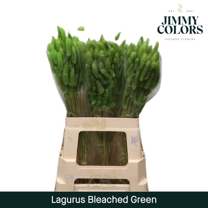 <h4>Lagurus bleached Green</h4>