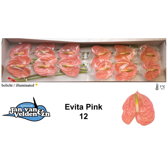 <h4>Anth A Evita Pink</h4>