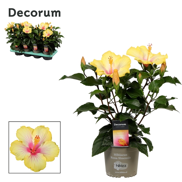 <h4>Decorum Hibiscus Cocktail bicolor wit/geel</h4>