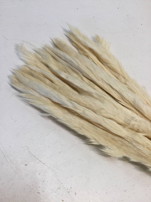 DRIED FLOWERS - CORTADERIA BLEACHED 80CM