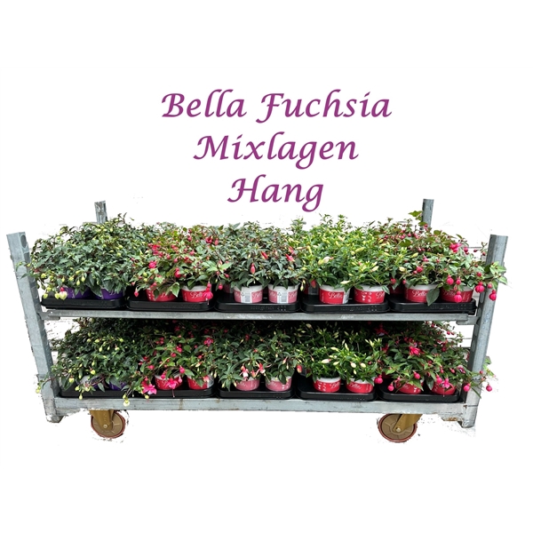 <h4>Bella Fuchsia Mixkar Hang (Mix per laag)</h4>