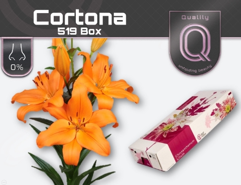 <h4>LI LA CORTONA 520 BOX 4+</h4>