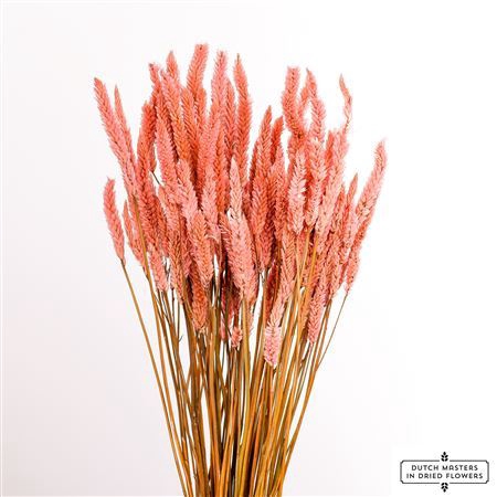 <h4>Dried Celosia Frosted Pink Bunch Slv</h4>