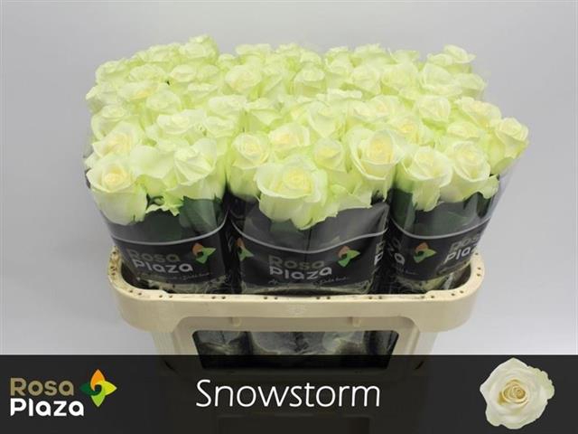 <h4>Rosa la snowstorm+</h4>