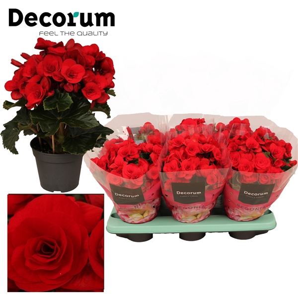 <h4>Begonia ''baladin'' rood Decorum</h4>