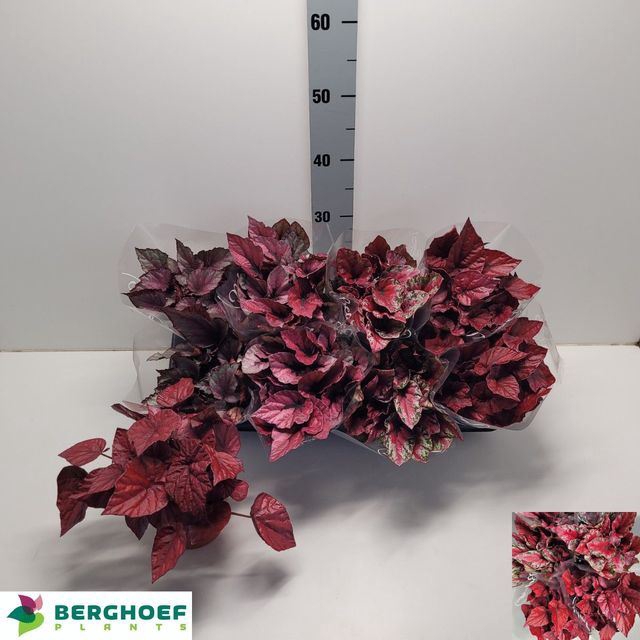 <h4>Begonia Beleaf gemengd</h4>