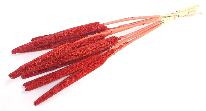 DRIED FLOWERS - BABALA RED ON NATURAL STEM 10PCS