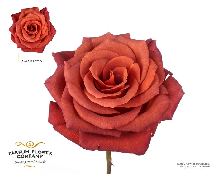 <h4>Rosa Premium Amaretto</h4>