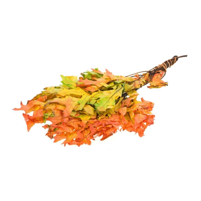 <h4>Scarlet Oak leaf preserved SB Autumn Leaves</h4>