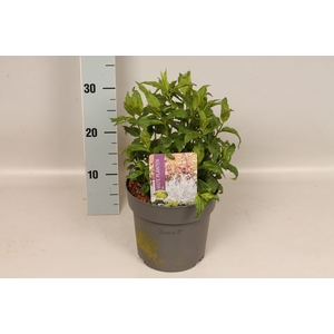 vaste planten 19 cm  Phlox Bambini Lucky Lilac