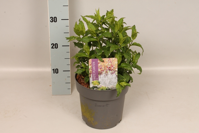 vaste planten 19 cm  Phlox Bambini Lucky Lilac