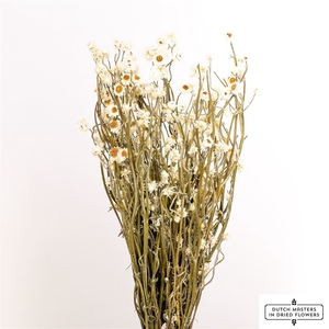Dried Ammobium Natural Bunch Poly