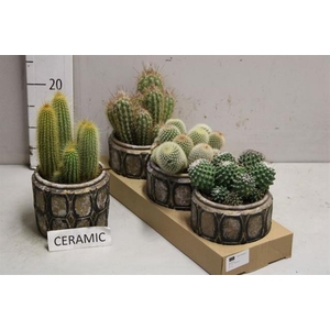 Cactus Arrangement 15Ø 25cm