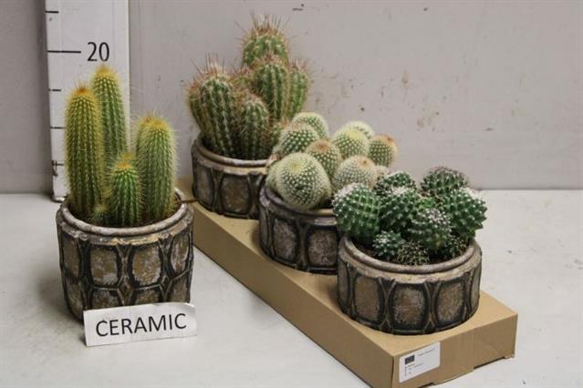Cactus Arrangement 15Ø 25cm