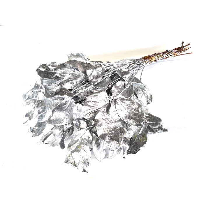 <h4>Salal tips mini dried per bunch Silver</h4>