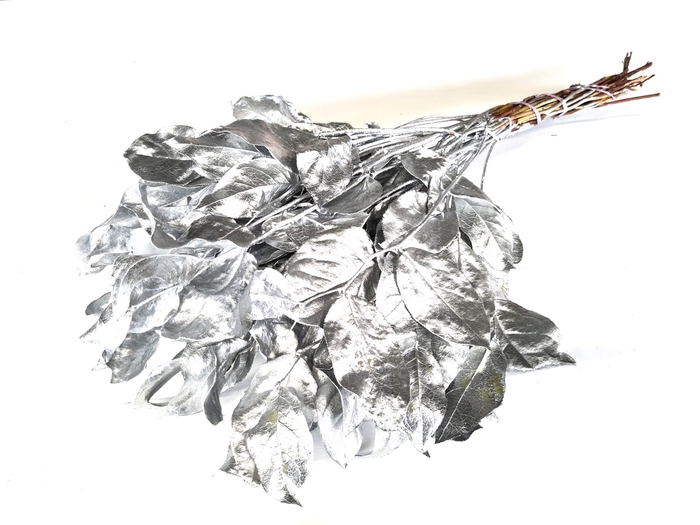 Salal tips mini dried per bunch Silver