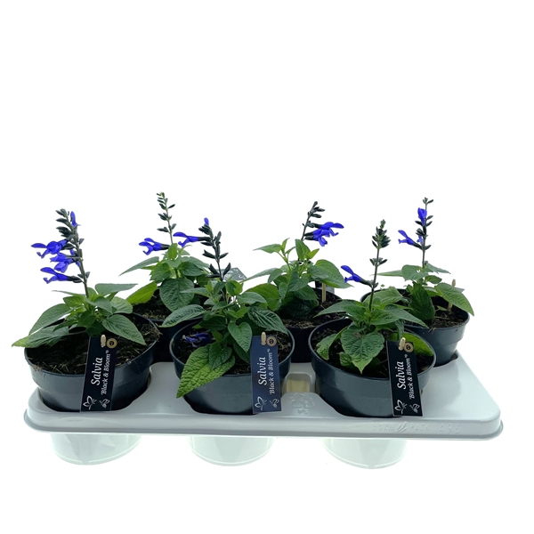 <h4>Salvia Black and Bloom</h4>