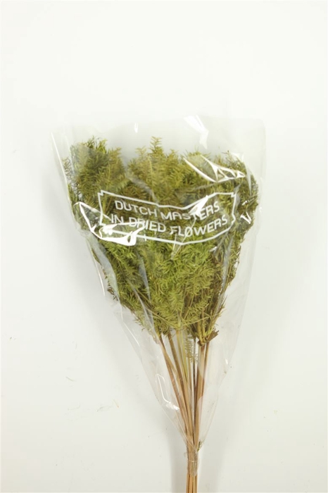 <h4>Dried Umbr. Plant Green Bunch</h4>
