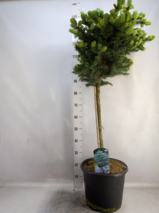<h4>Picea pungens 'Glauca Globosa'</h4>