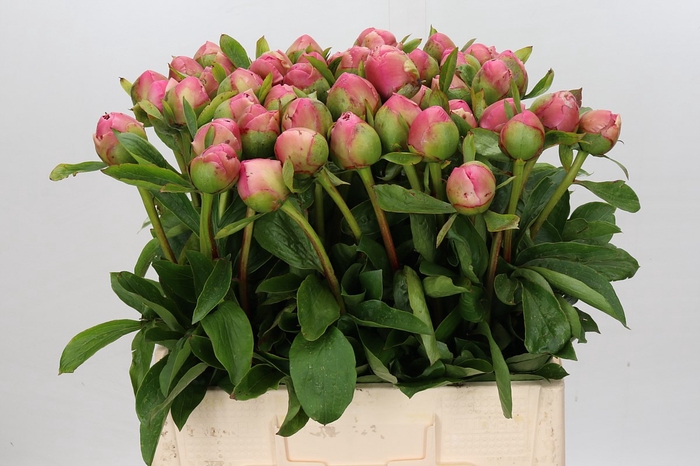 <h4>Paeonia Marty Star</h4>