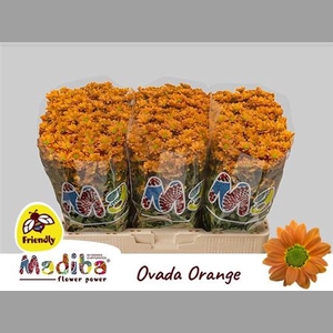 Chr S Mad Ovada Orange