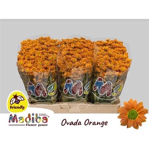 Chr S Mad Ovada Orange