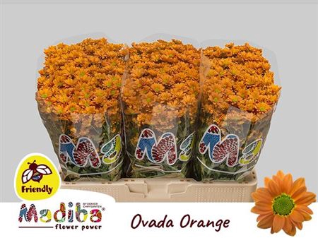 <h4>Chr S Mad Ovada Orange</h4>