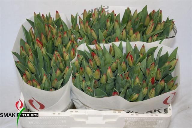 <h4>Tulipa si loveflight</h4>