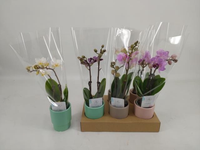<h4>Phalaenopsis mini</h4>