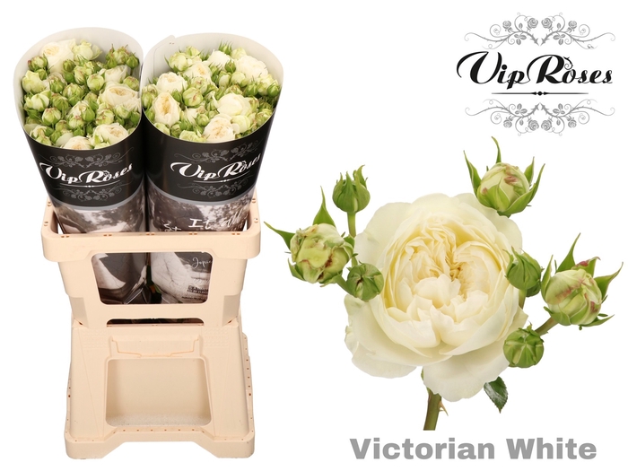 <h4>R Tr Victorian White</h4>