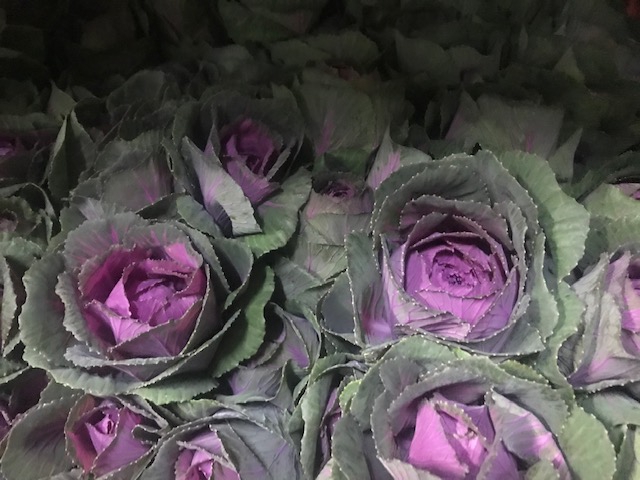 Brassica Purple (Kale)