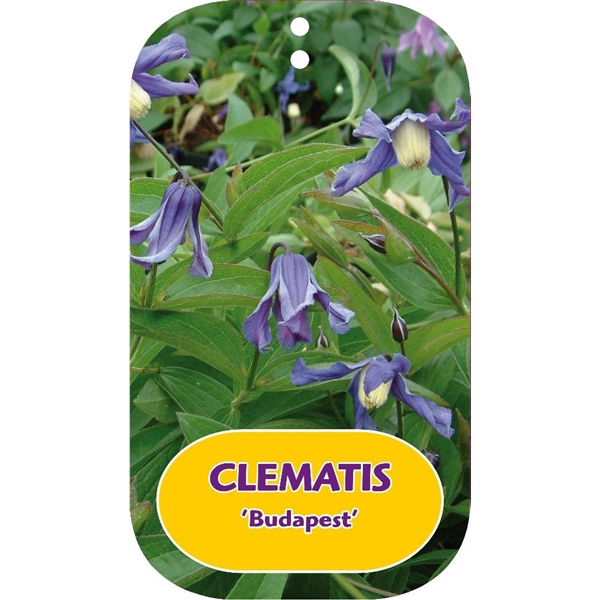 <h4>Clematis 'Budapest'</h4>