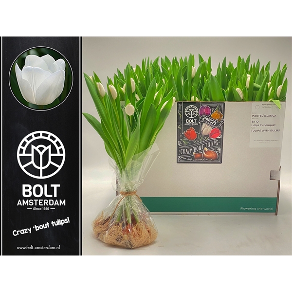 <h4>White - Tulips with bulbs - Large Bouquet - 10 Tulips</h4>
