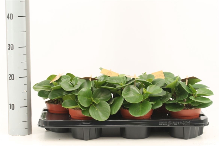 <h4>Peperomia Obt G Gold</h4>