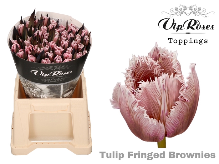 <h4>Tulipa fr paint brownies</h4>