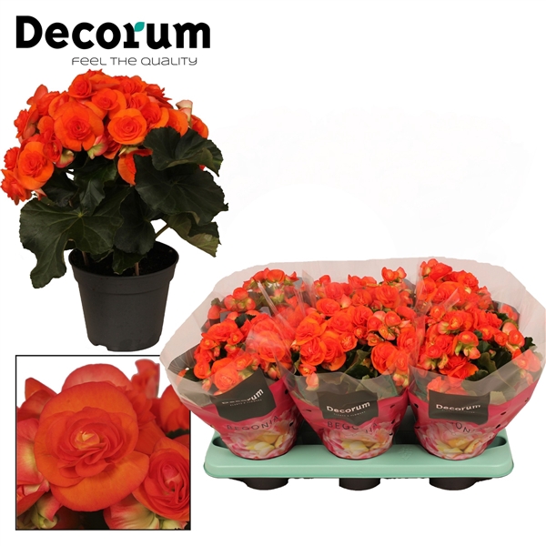 <h4>Begonia ''reina'' oranje Decorum</h4>