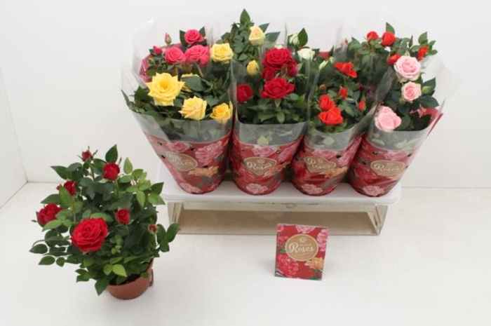<h4>Rosa Favourite Roses gemengd 6 soor</h4>