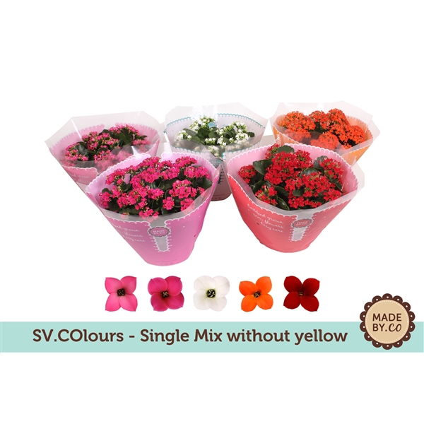 <h4>Kalanchoë Single Mix in SV.COloursleeve - without yellow</h4>