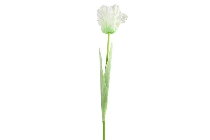 <h4>Af Tulip Parrot L69cm White</h4>