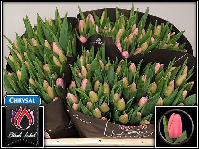 <h4>Tulipa enke. Triumph Grp Tresor</h4>