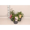 vaste planten 19 cm Echinacea Divers